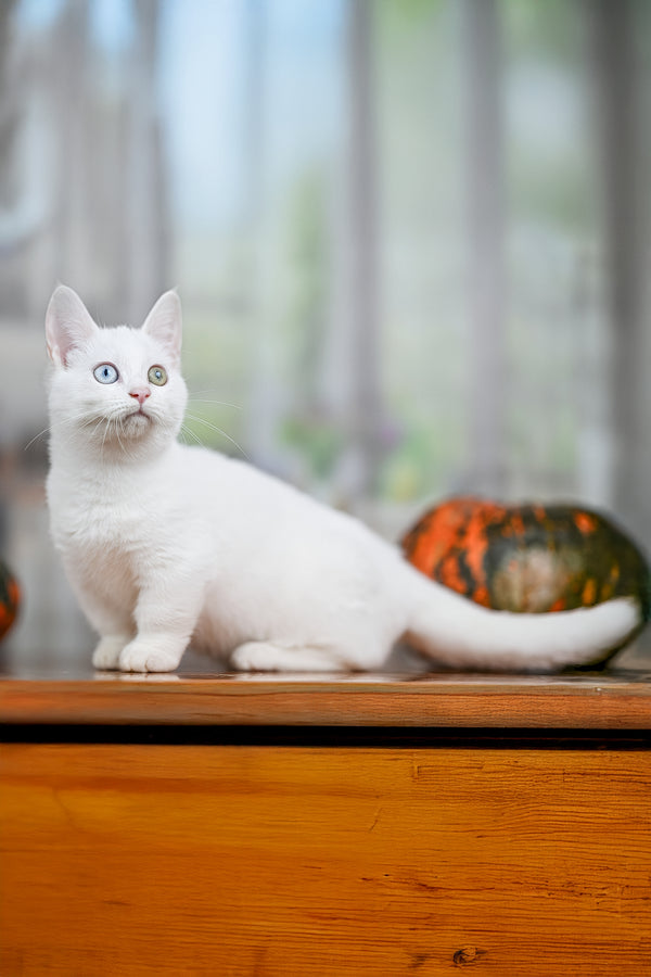 Kalista | Munchkin Kitten