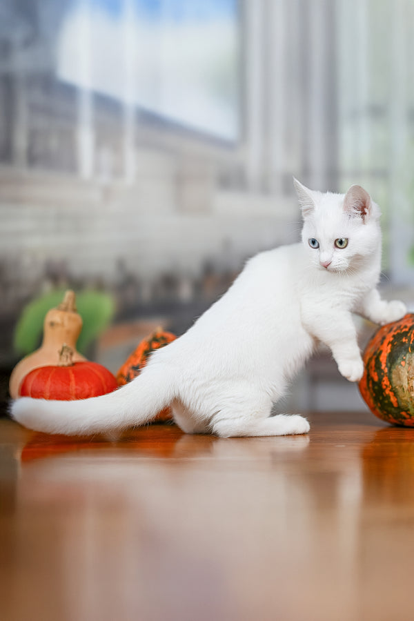Kalista | Munchkin Kitten