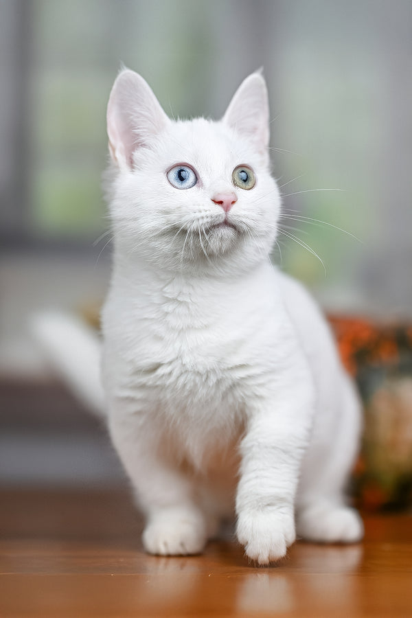 Kalista | Munchkin Kitten