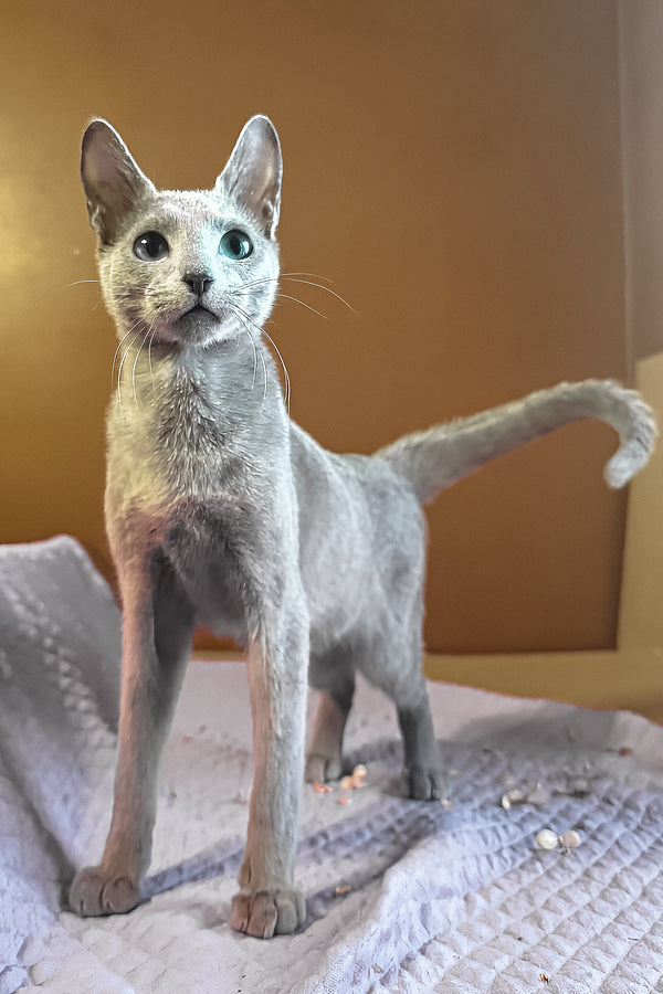Kay | Russian Blue Kitten