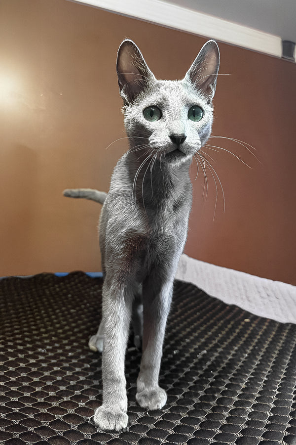 Kay | Russian Blue Kitten