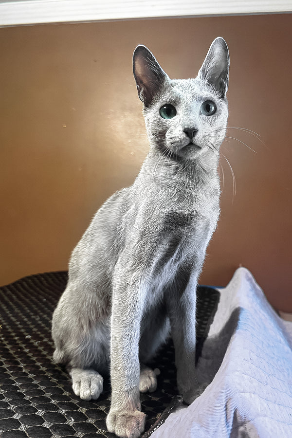 Kay | Russian Blue Kitten
