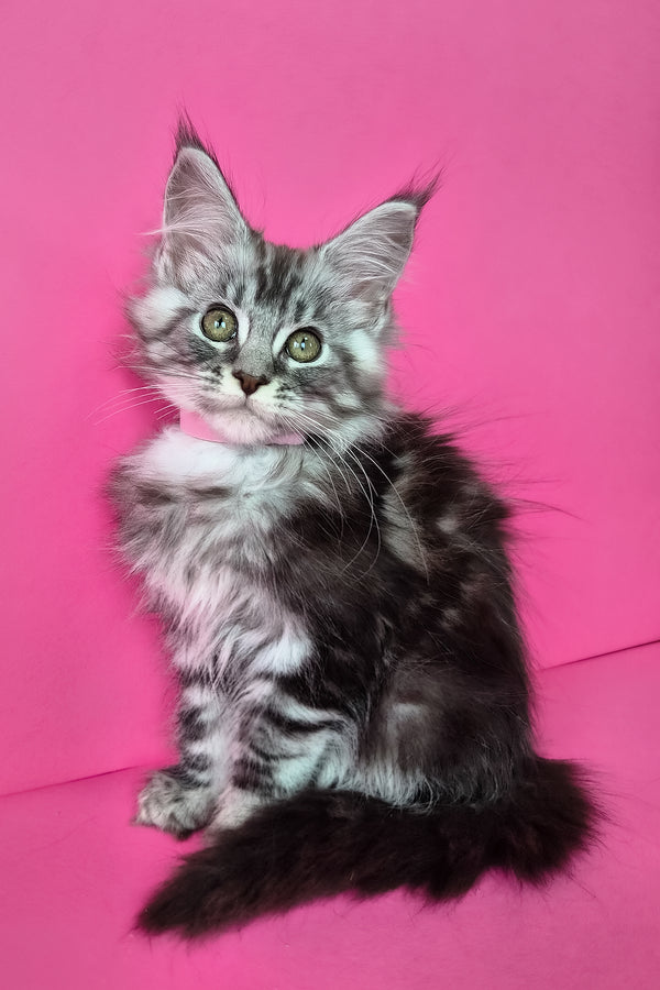 Lisa | Maine Coon Kitten