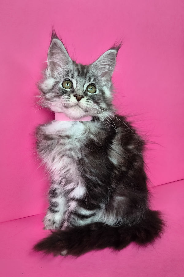 Lisa | Maine Coon Kitten
