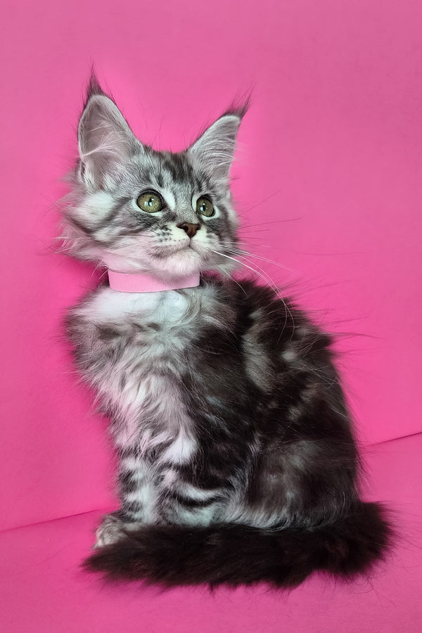 Lisa | Maine Coon Kitten