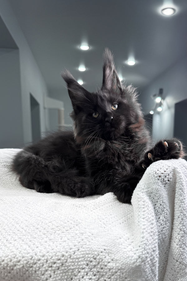 Questro | Maine Coon Kitten