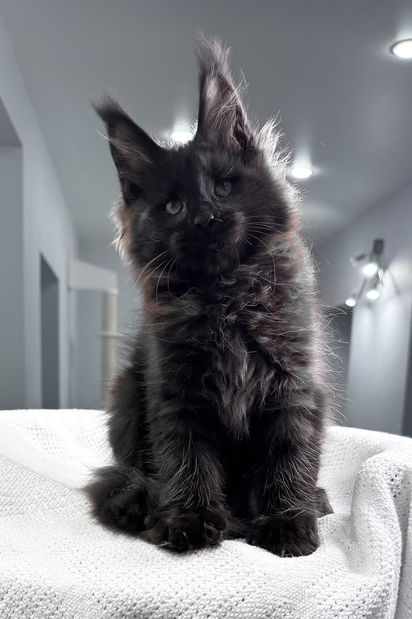 Questro | Maine Coon Kitten