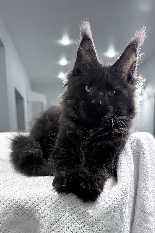 Questro | Maine Coon Kitten