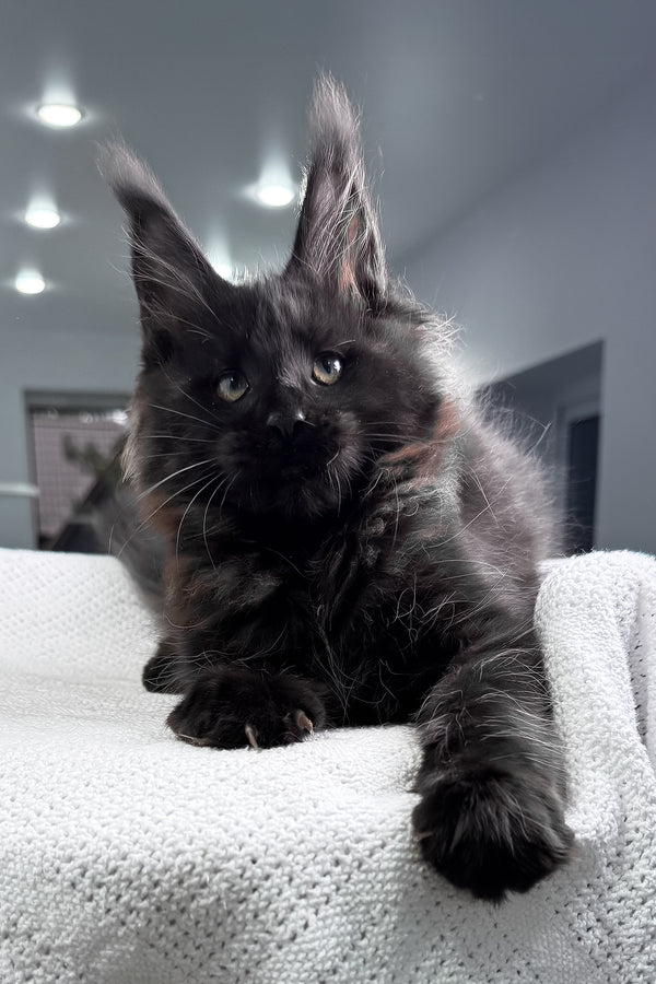 Questro | Maine Coon Kitten