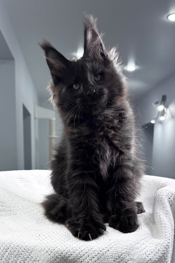 Questro | Maine Coon Kitten