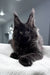Questro | Maine Coon Kitten