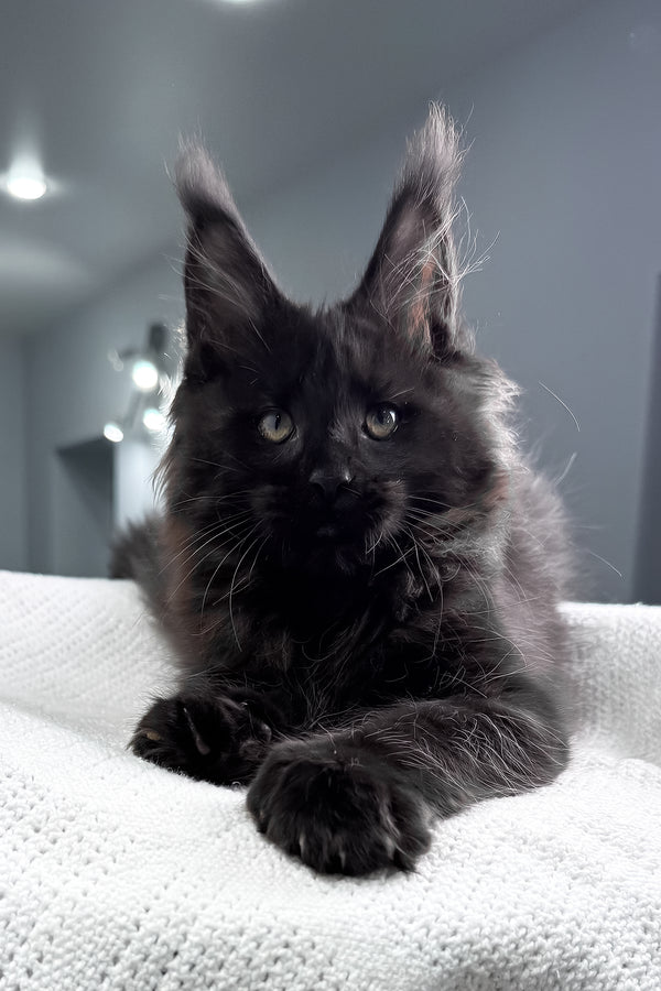Questro | Maine Coon Kitten