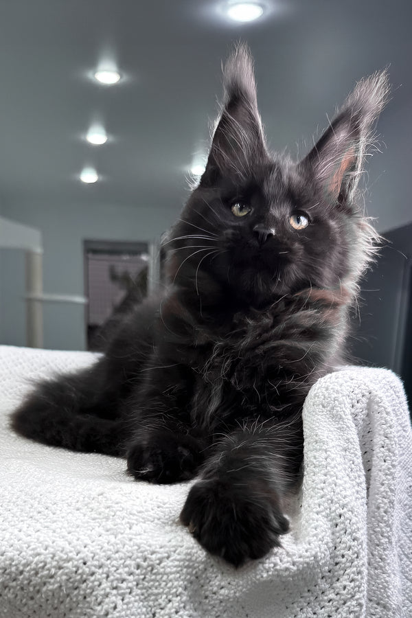 Questro | Maine Coon Kitten