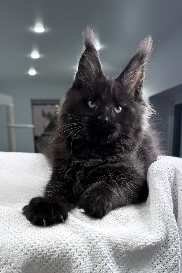 Questro | Maine Coon Kitten