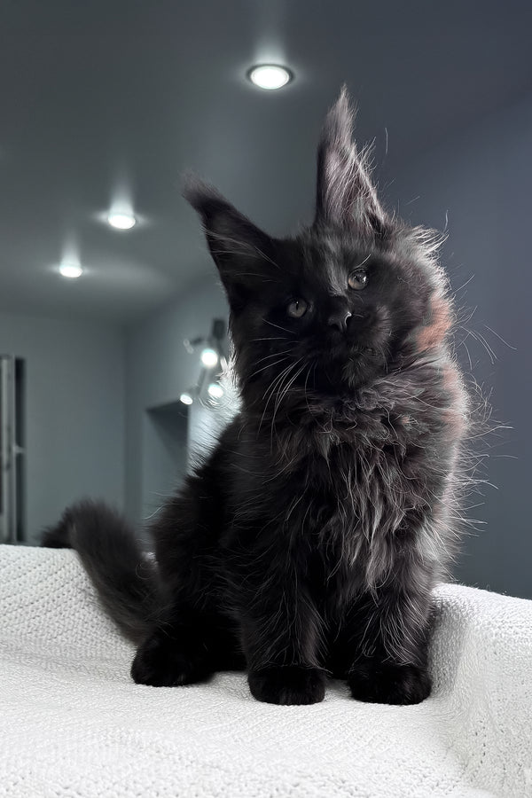 Questro | Maine Coon Kitten