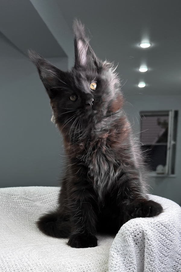 Questro | Maine Coon Kitten