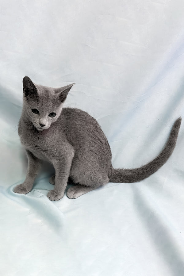Ukorot | Russian Blue Kitten
