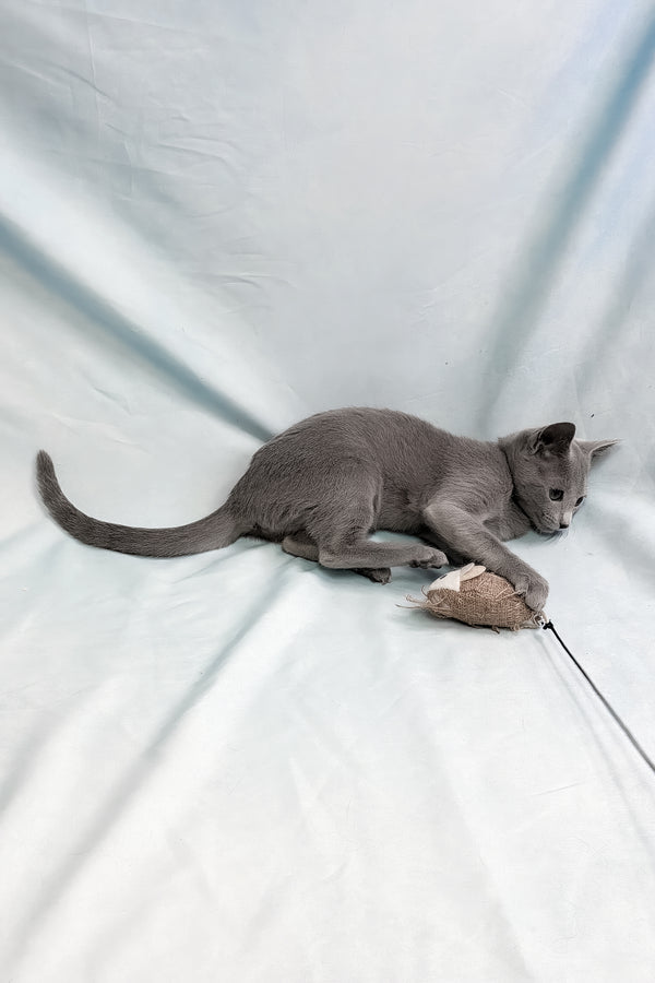 Ukorot | Russian Blue Kitten
