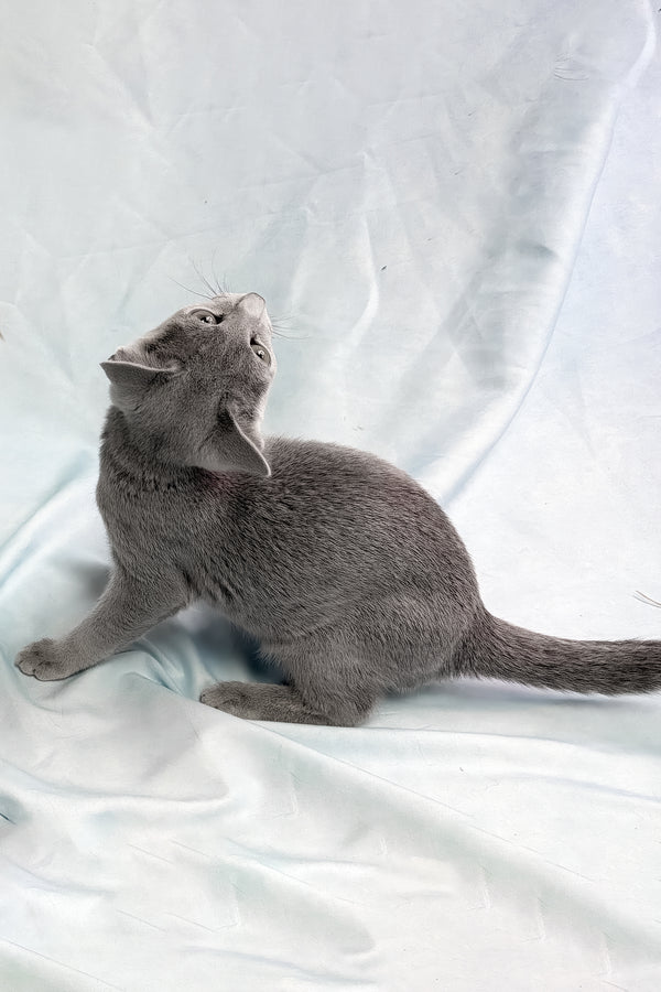 Ukorot | Russian Blue Kitten