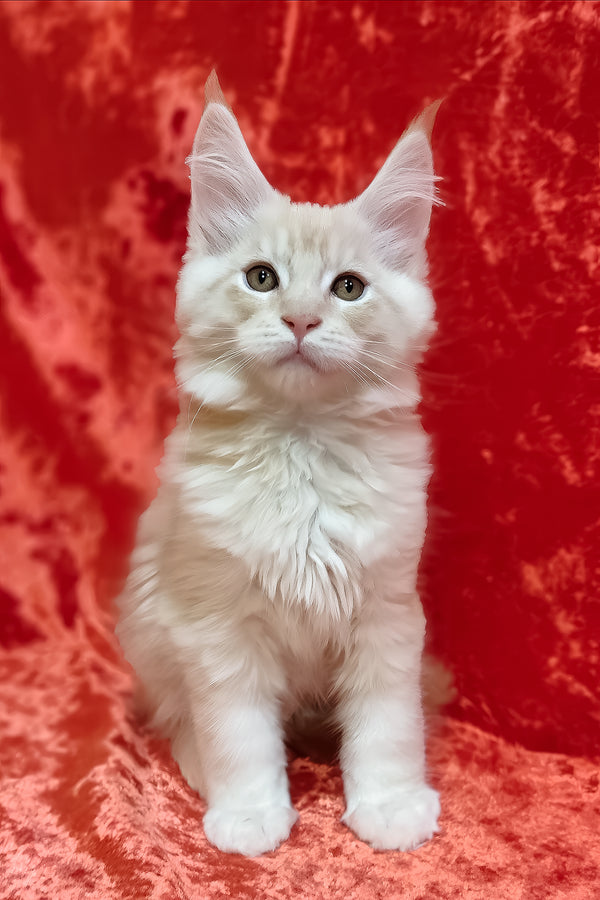 Iris | Maine Coon Kitten