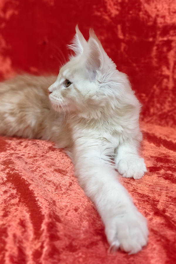 Iris | Maine Coon Kitten