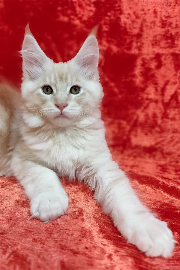 Iris | Maine Coon Kitten