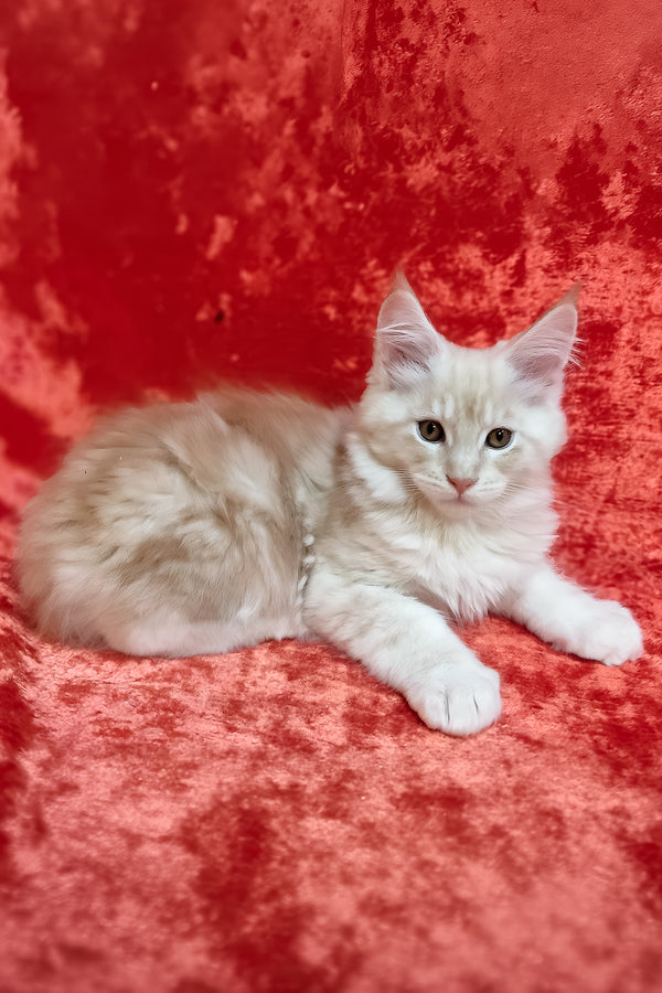 Iris | Maine Coon Kitten
