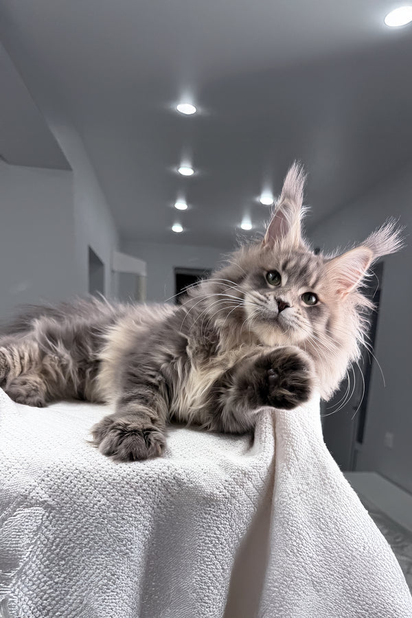 Excellent | Maine Coon Kitten