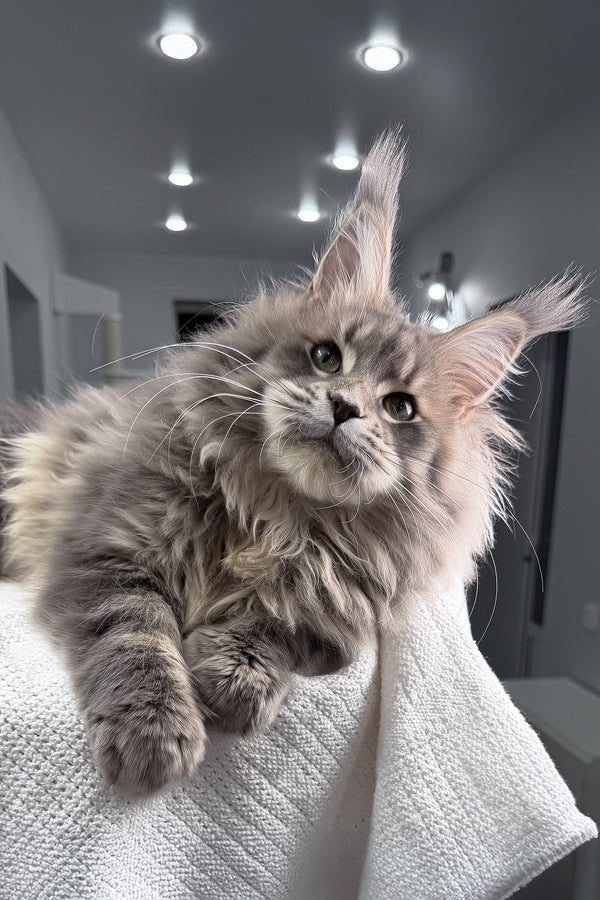 Excellent | Maine Coon Kitten