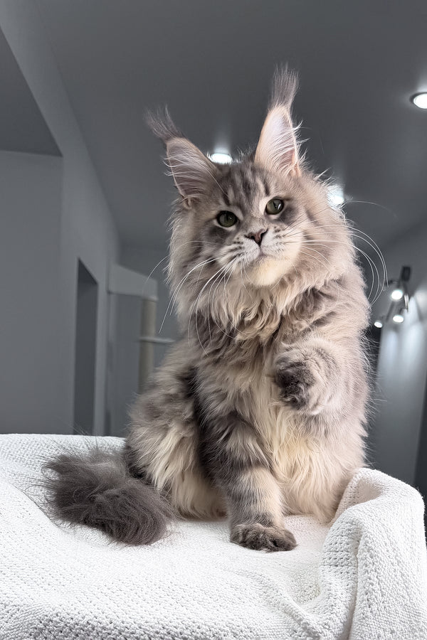 Excellent | Maine Coon Kitten