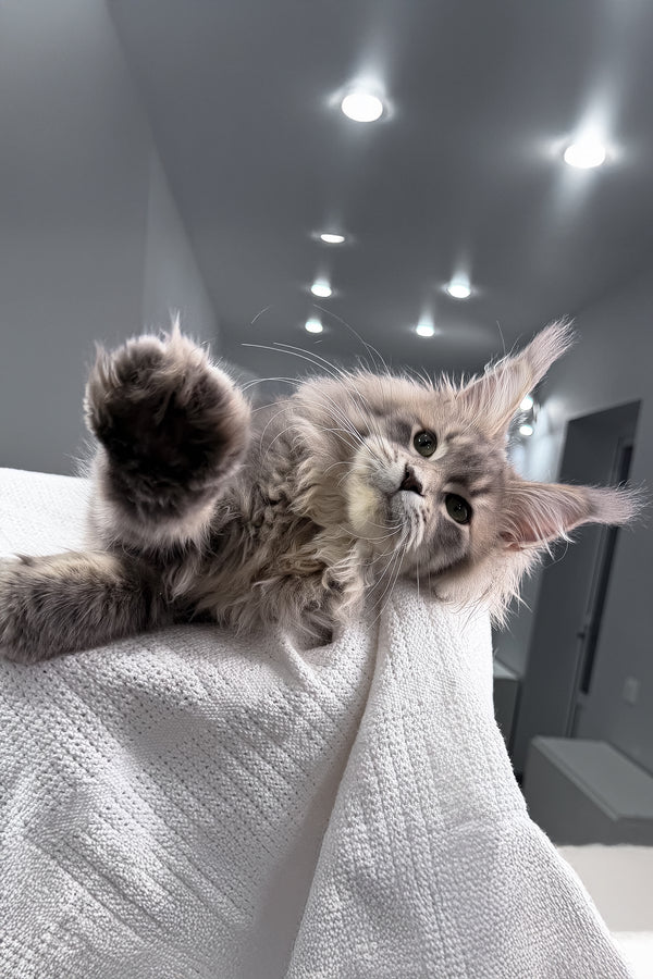 Excellent | Maine Coon Kitten