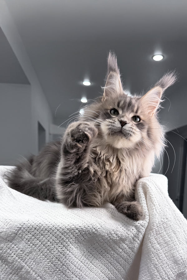 Excellent | Maine Coon Kitten