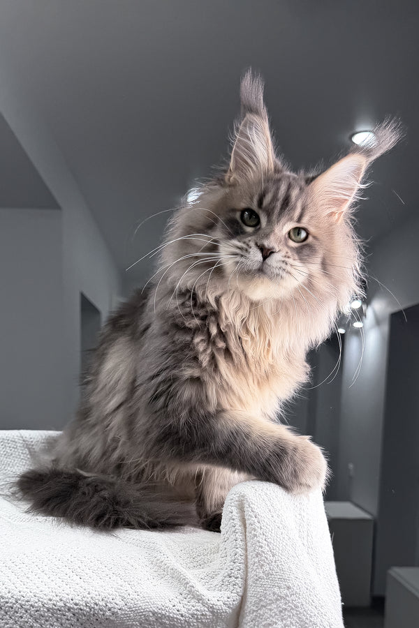 Excellent | Maine Coon Kitten
