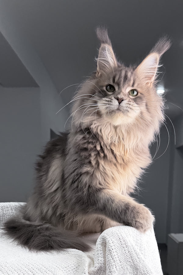 Excellent | Maine Coon Kitten