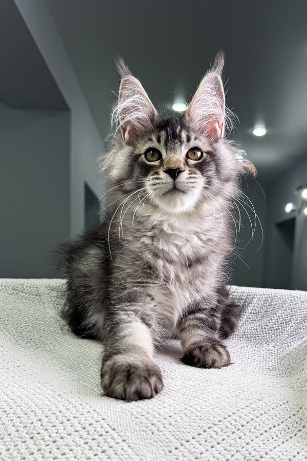 Forest | Maine Coon Kitten