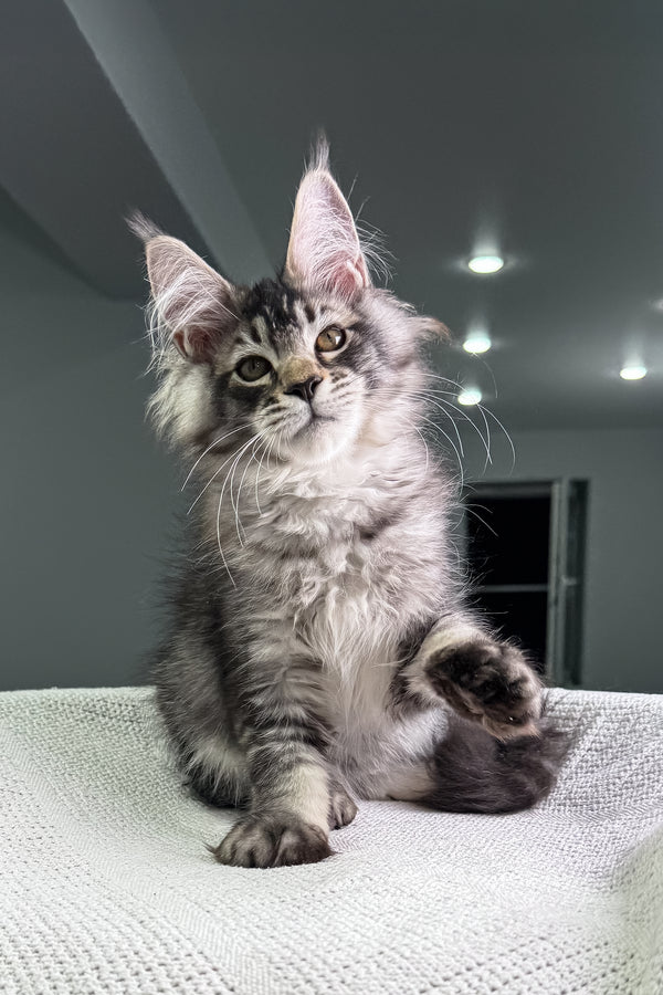 Forest | Maine Coon Kitten