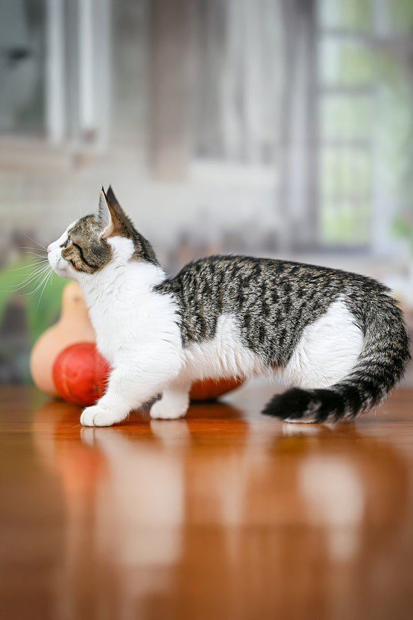 Kristin | Munchkin Kitten