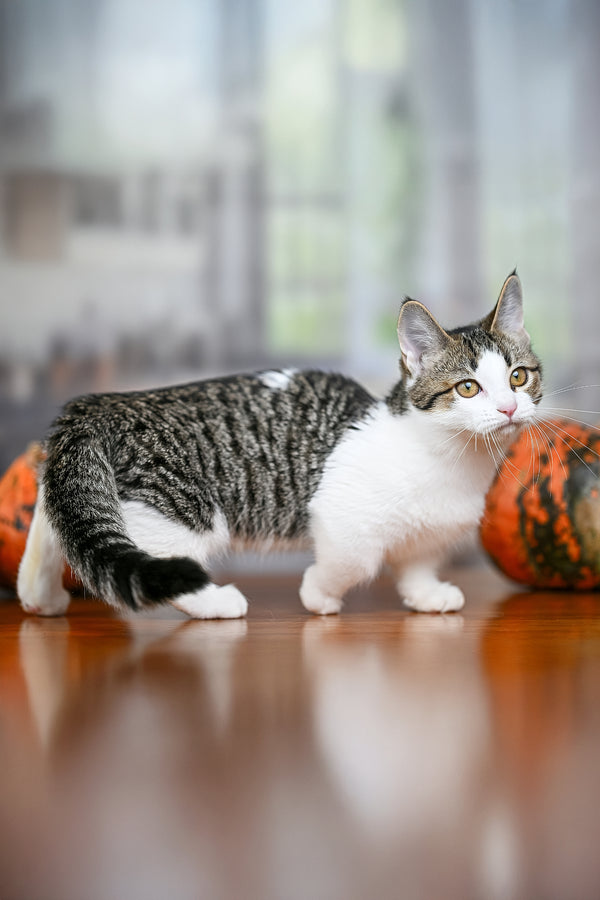 Kristin | Munchkin Kitten