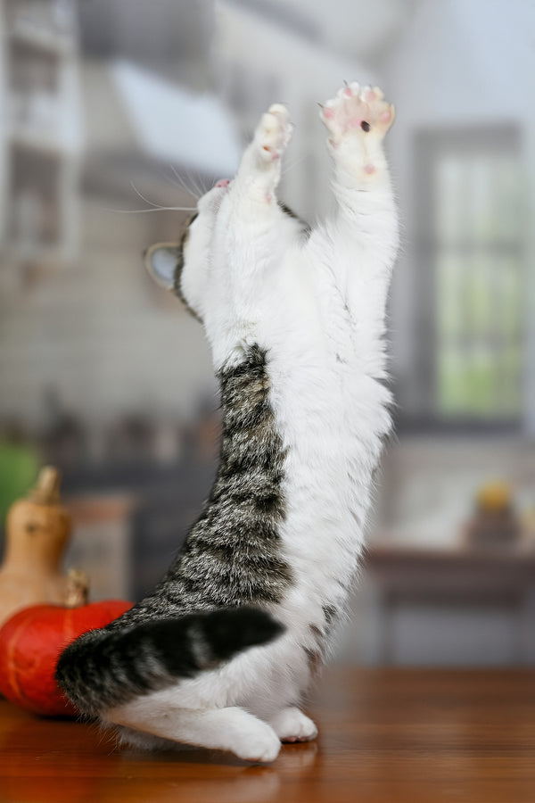 Kristin | Munchkin Kitten