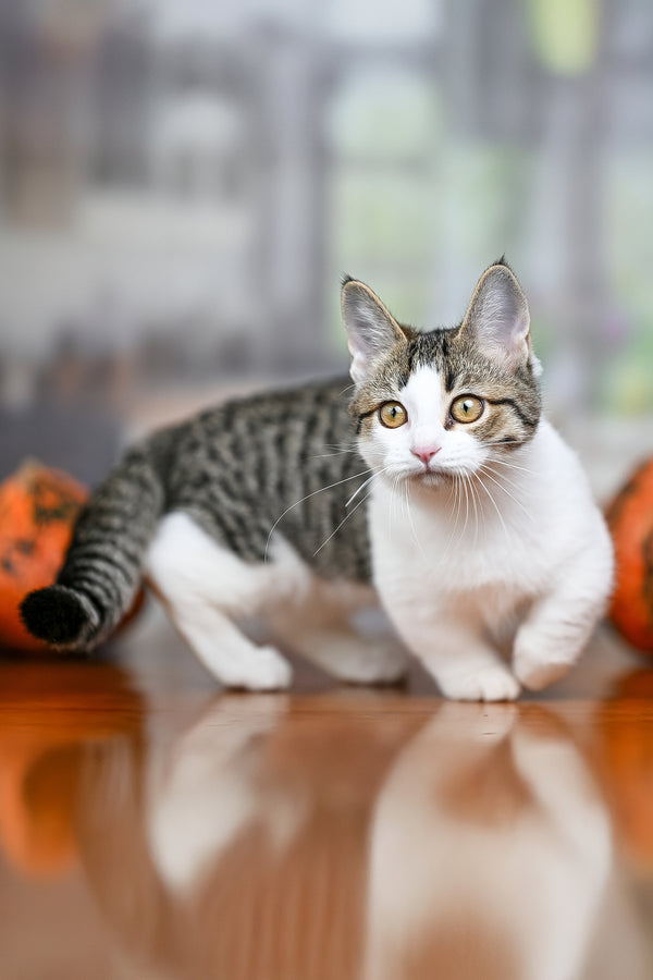Kristin | Munchkin Kitten