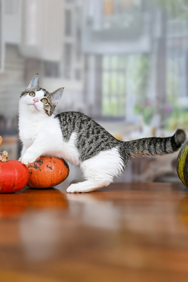Kristin | Munchkin Kitten