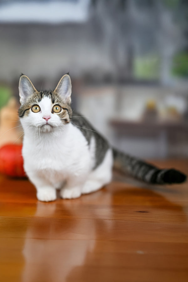 Kristin | Munchkin Kitten
