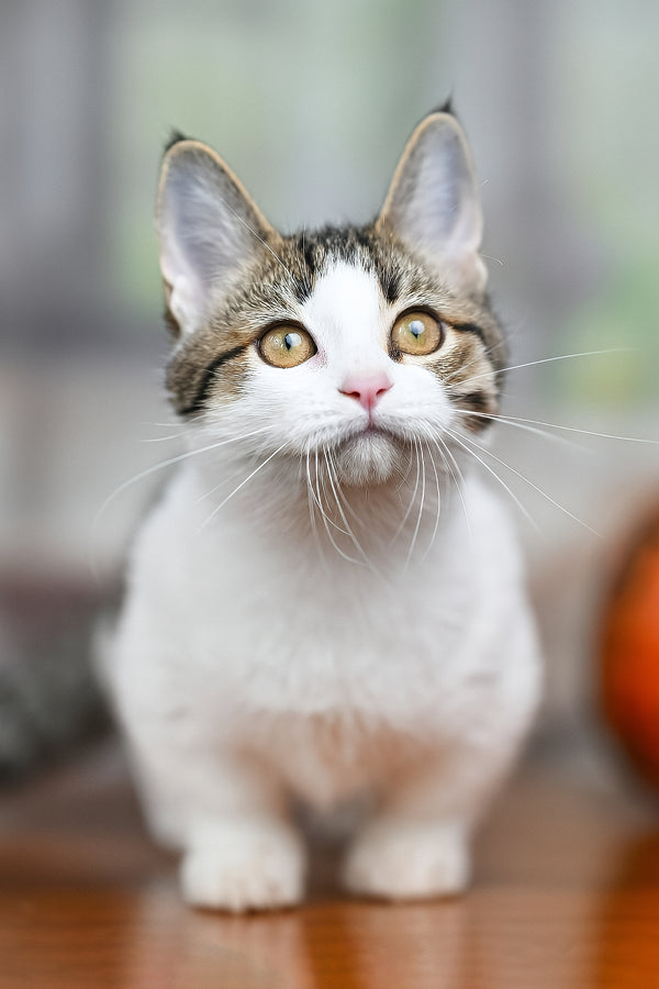 Kristin | Munchkin Kitten