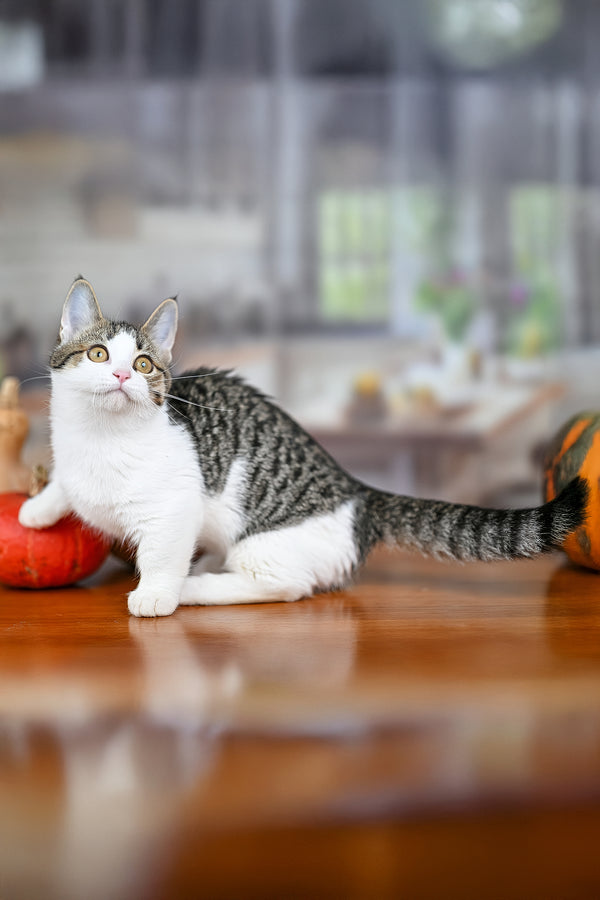 Kristin | Munchkin Kitten