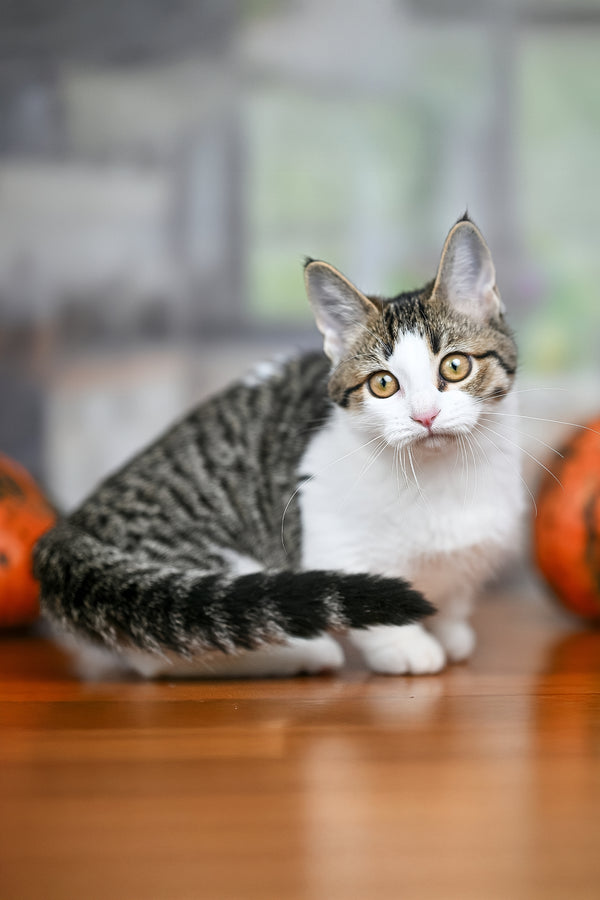 Kristin | Munchkin Kitten