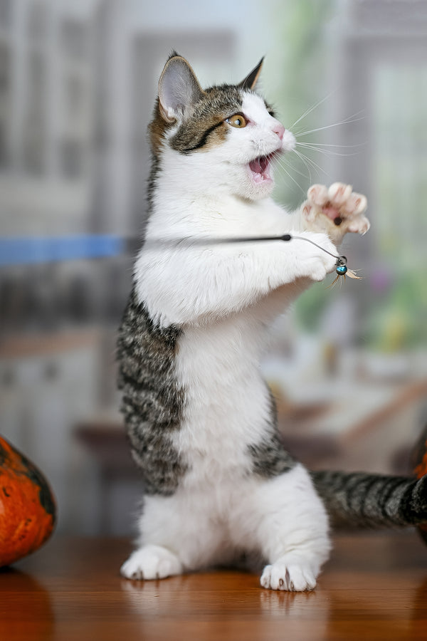 Kristin | Munchkin Kitten