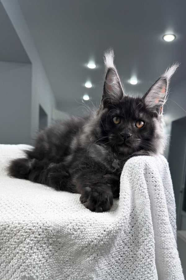 Quwentin | Maine Coon Kitten