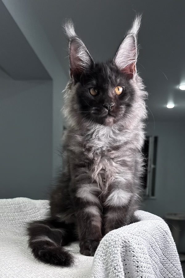 Quwentin | Maine Coon Kitten