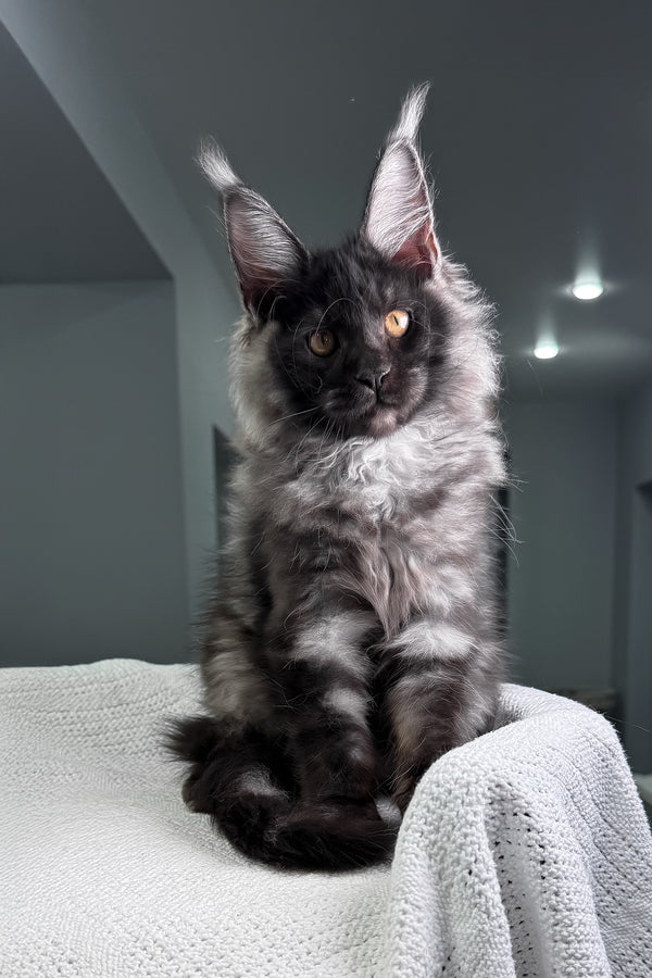 Quwentin | Maine Coon Kitten