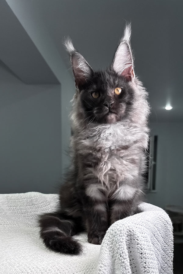 Quwentin | Maine Coon Kitten